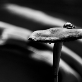 A ladybug in BW