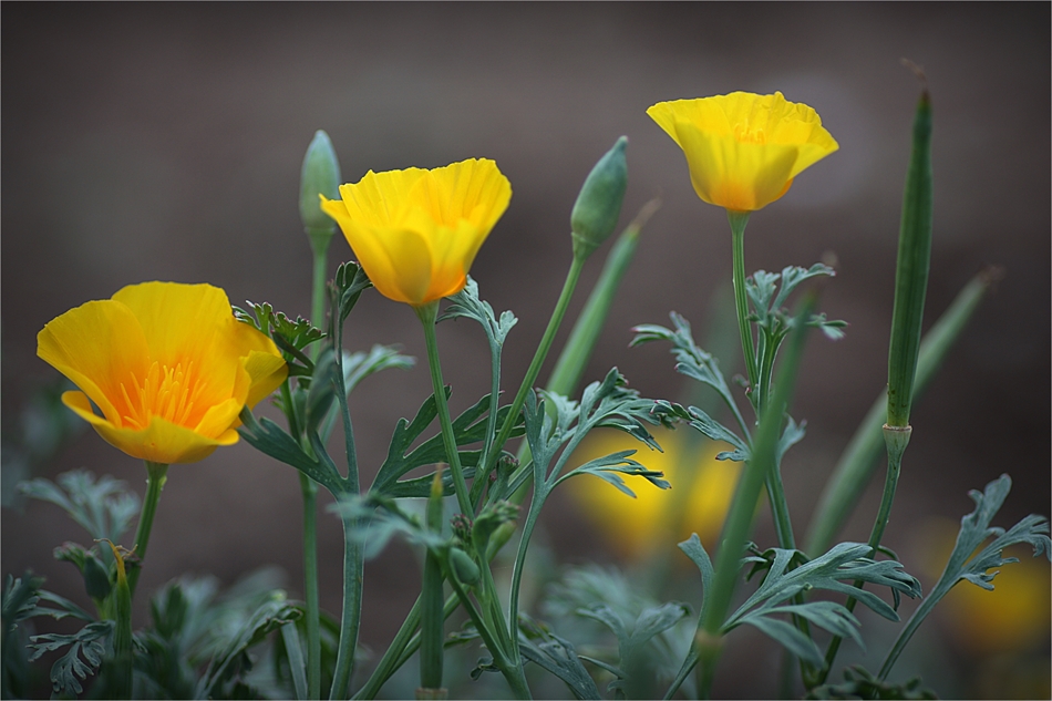 yellow dreams
