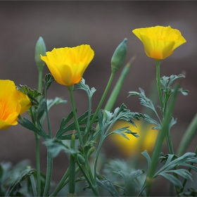 yellow dreams