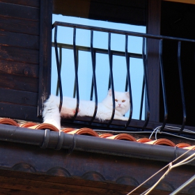 Несебърска котка на прозорец