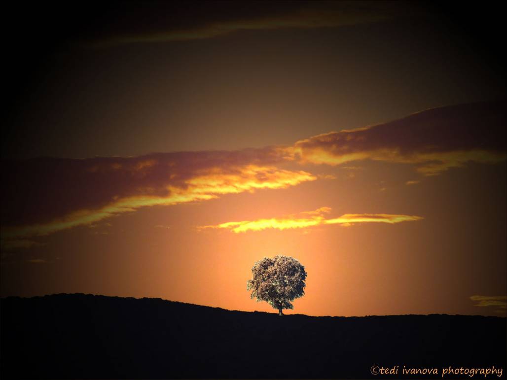 Three in the meadow at sunset