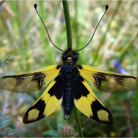 Аскалафус (Libelloides macaronius)