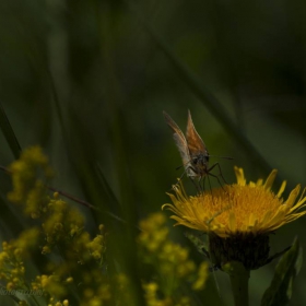 butterflies