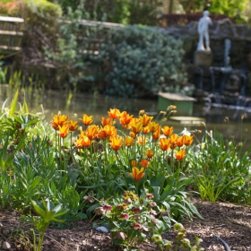 bunch of tulips