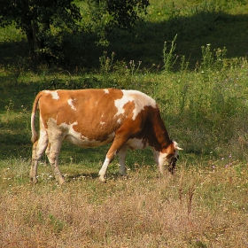 Милка