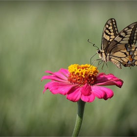 butterfly on flower