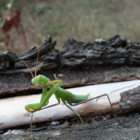 Mantis religiosa