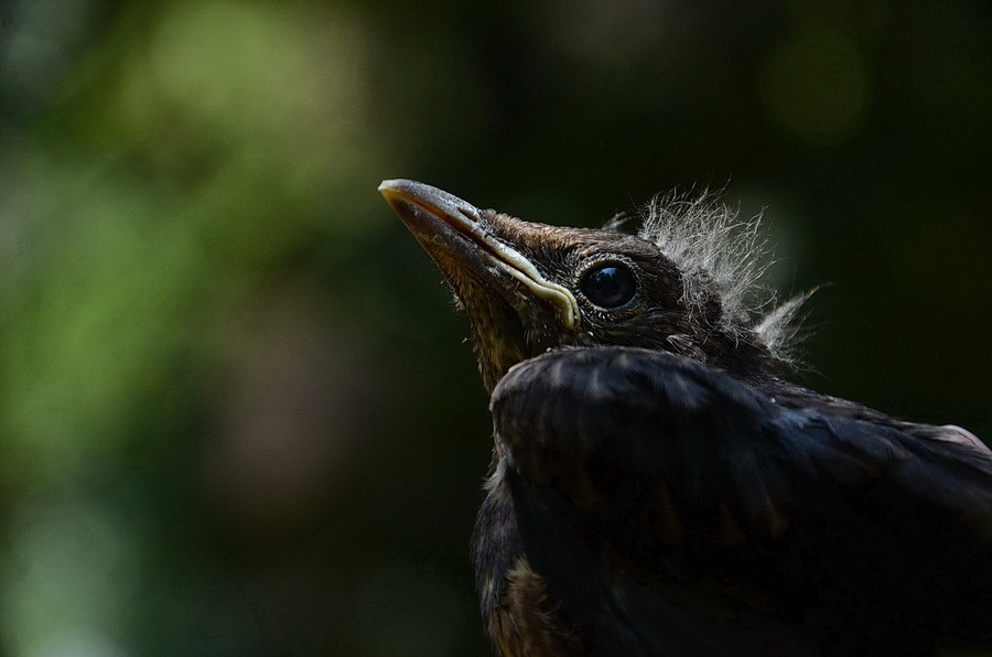 Turdus merula