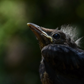 Turdus merula