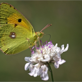 Colias caucasica...