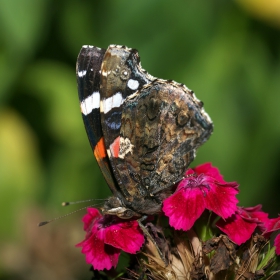 Red admiral