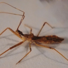 assassin bug