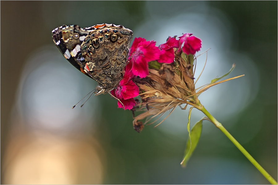 Vanessa atalanta...