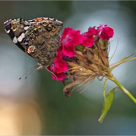 Vanessa atalanta...