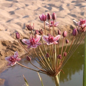 Водолюб (Butomus umbellatus)