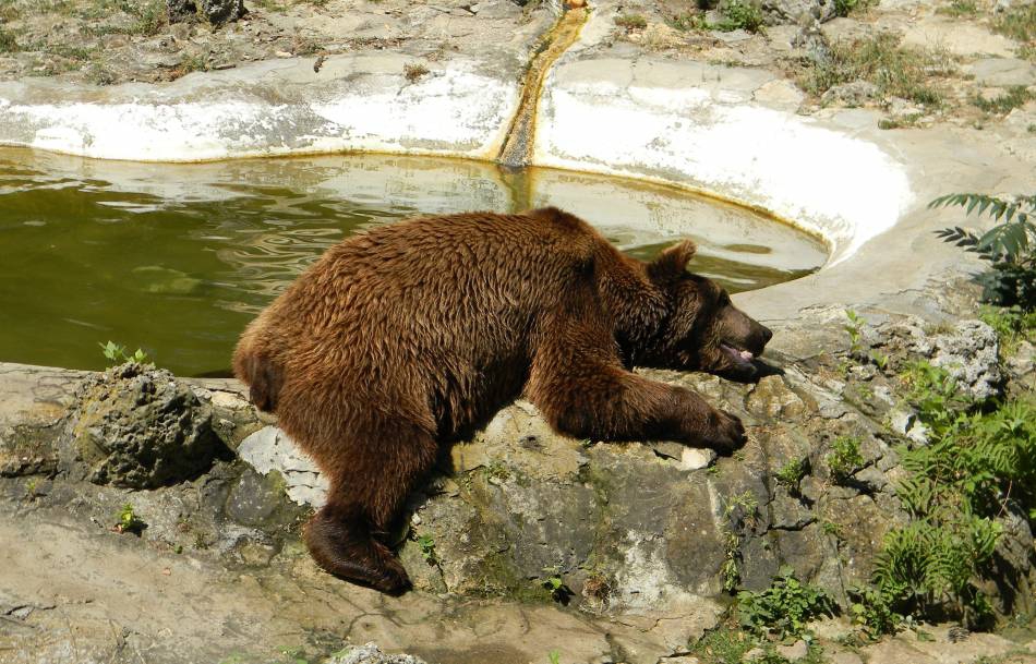 жега