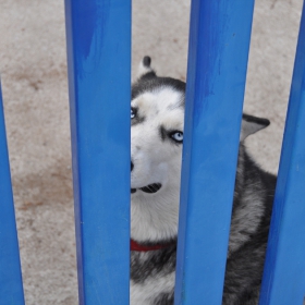 СИНЬО