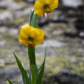 Жълт планински крем (Lilium jankae)