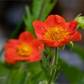 Българско омайниче (Geum bulgaricum)