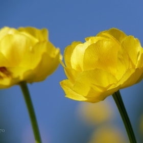 Планински божур (Trollius europaeus)