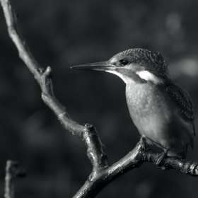 Земеродно рибарче/Alcedo atthis