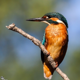 Kingfisher