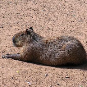 Capybara