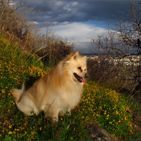 Smiling dog