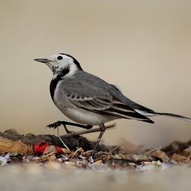 motacilla alba