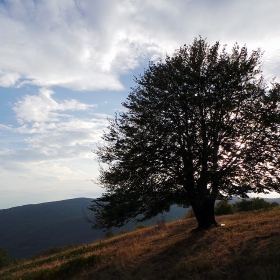 Самотен столетник