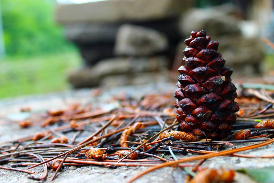 Fun facts about pine cones