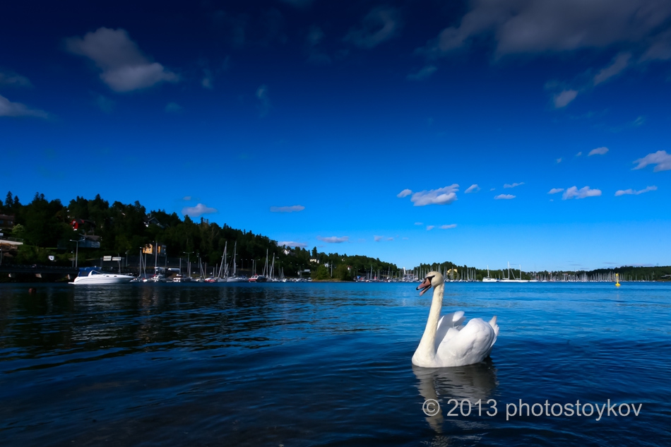 Swan in Sandvika, Norway
