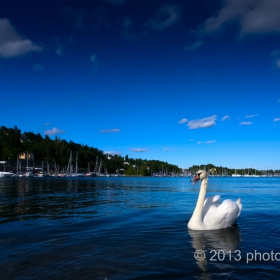 Swan in Sandvika, Norway