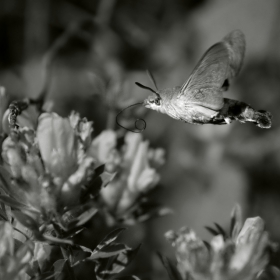 Гълъбова опашка (Macroglossum stellatarum)