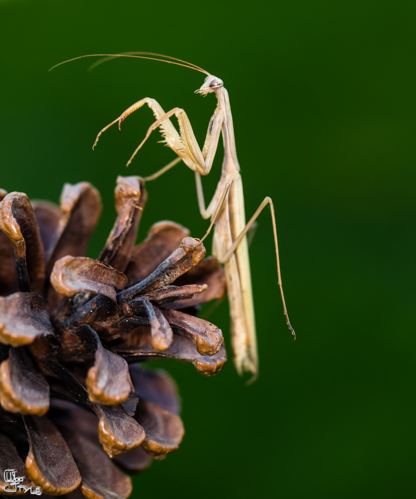 praying mantis