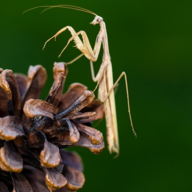 praying mantis