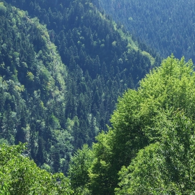 Зеленичко