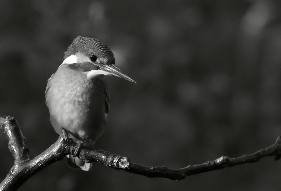 Земеродно рибарче / Alcedo atthis