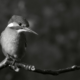Земеродно рибарче / Alcedo atthis