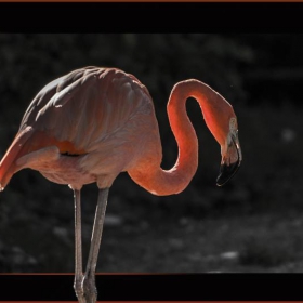 Flamingo