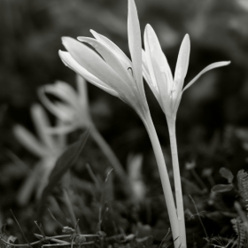 Есенен минзухар /Colchicum autumnale/