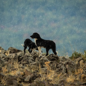 rainy dogs