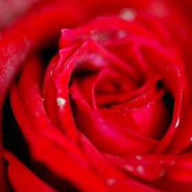 Symbolism of a red rose