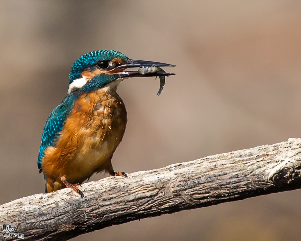 Fishing