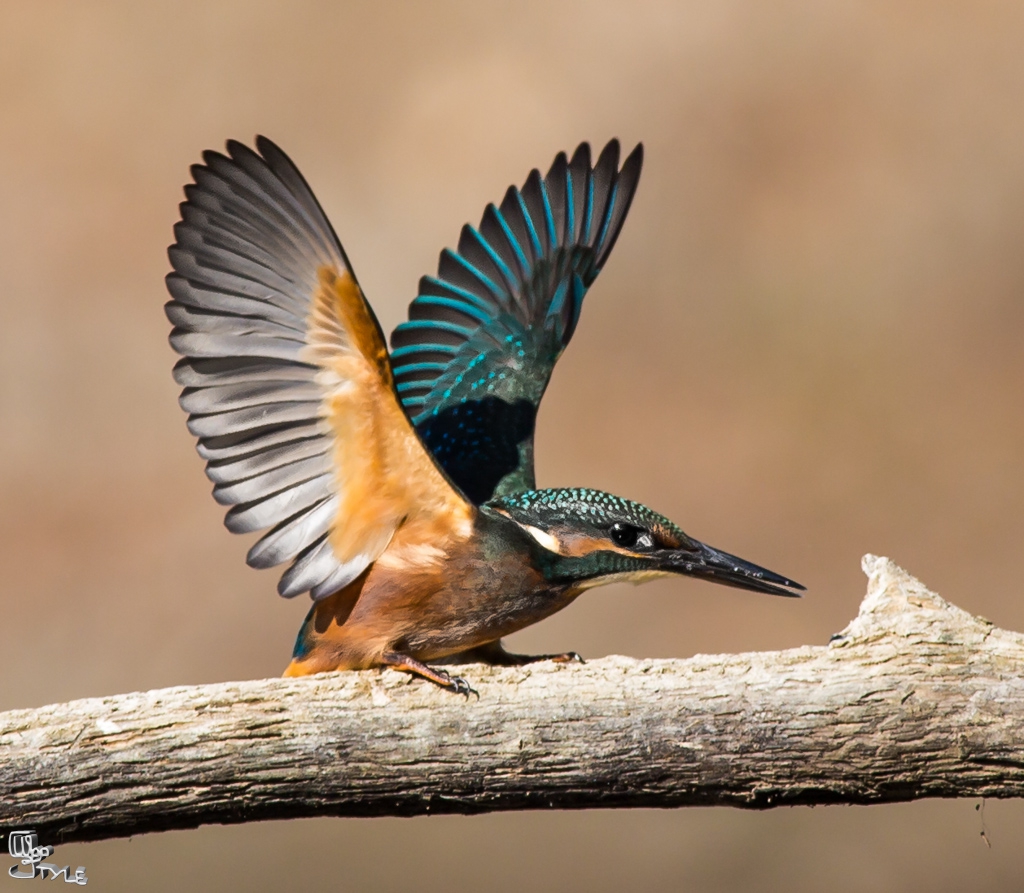 wide-spread wings