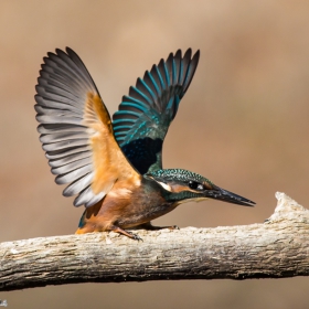 wide-spread wings
