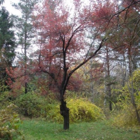 priroda