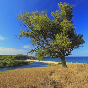 Самотно дърво