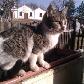 В саксия съм, но съм котка!