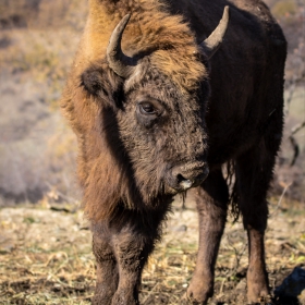 Зубър (Bison bonasus)